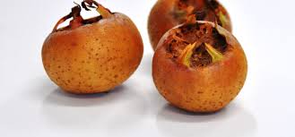 Check out our medlar tree selection for the very best in unique or custom, handmade pieces from our fruits & vegetables shops. Have You Heard Of A Medlar Fleming S