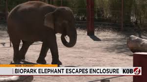 Elephant escape delays ABQ BioPark's opening Sunday - KOB.com