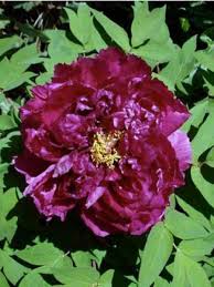 La pivoine ou paeonia, arbustive ou herbacée, est une fleur incontournable des jardins d'hier ou d'aujourd'hui. Pivoine Arbustive Pourpre Paeonia Suffruticosa Le Jardin Du Pic Vert