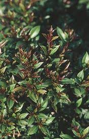 Simply type in the genus of the plant and review results. Monterey Bay Brush Cherry Cherry Plant Tall Evergreen Shrubs Backyard Plants