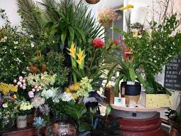 We hope as you browse through our website you find both inspiration and practical advice to select the best varieties for your garden or landscaping project. Lilac And The Cat Shopping In Cremorne Melbourne