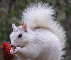 Maybe you would like to learn more about one of these? What Is A White Squirrel And Where Did They Come From White Squirrel Institute