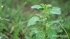 Image result for Ocimum americanum