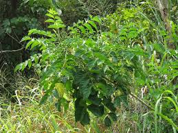 Image result for Brucea