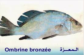 تعريف اسماء الاسماك بدلجة المغربية و الفرنسية البحار المغربي Fish Pet Fish Pets