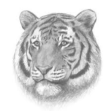Esy how to draw a tiger full. How To Draw A Tiger Head Detail Youtube