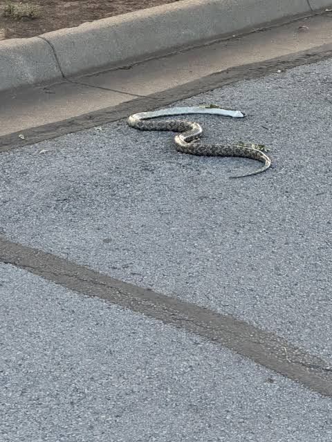 Dead snake in North Texas : r/whatsthissnake