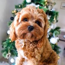 Black And Tan Full Grown Cavapoo Puppies Everything You Need To Know About A Cavapoo Cavapoo Cavapoopuppies Cutepuppies Dogs Dogbeast King Charles Cavalier Spaniel Puppy Cavapoo Cavapoo Puppies