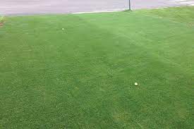 Tifgrand Left Tifway Right Tifgrand Bermuda Turfgrass Forms A Dense Lush Green Lawn With A Finer Texture And Darker Gree Bermuda Sod Zoysia Grass Zoysia Sod