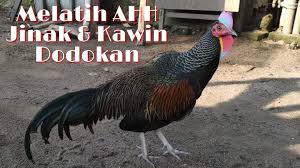 Green Jungle Fowl Green Animals Fowl