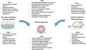Check spelling or type a new query. Frontiers Kidney Organoids As Disease Models Strengths Weaknesses And Perspectives Physiology