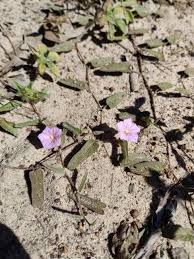 Image result for Annickia ambigua