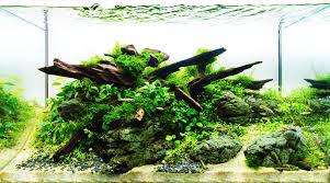 Iwagumi styleaquarium with gray stones arranged to form a tall pointed structure at the. Beginner S Guide 3 Tips Tricks For Aquascaping A 10 Gallon Aquarium Coolfish Network