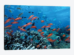 Maybe you would like to learn more about one of these? Ocean Fish Coral Reef Canvas Wall Art By Unknown Artist Icanvas