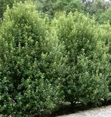 Image result for Pittosporum tenuifolium