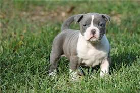 Billy cho is our chief financial officer since march 2018. HÆ°á»ng Dáº«n Cach Nuoi Cho Bully Chuáº©n Khoa Há»c Hiá»n Nay