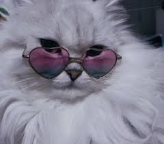 Find over 100+ of the best free cute cat images. Cat Aesthetic Melodyt2004 Vsco