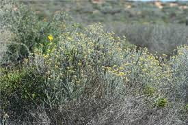 Image result for Helichrysum keilii