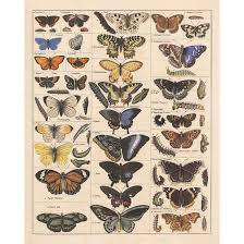 Meishe Art Poster Print Vintage Butterflies Insects Butterfly Breeds Collection Species Identification Reference Chart Pop Classroom Club Home Wall