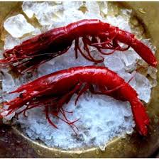 (chile) the uniformed chilean national police force and gendarmerie, the carabineros de chile. Large Spanish Carabinero Prawns Spanish Seafood Basco Fine Foods