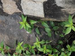 Image result for Pouzolzia guineensis