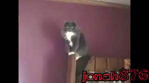 Some Guy Yells At Some Cats Sparta Remix Youtube