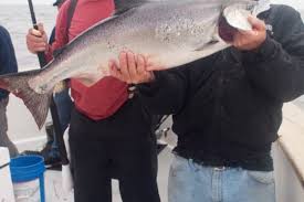 See king salmon stock video clips. King Salmon And Other Salmon Species Information
