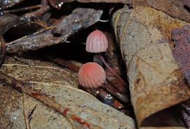 Image result for Marasmius opacus