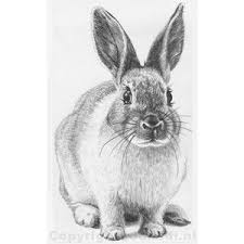 Another Bunny Realistic Animal Drawings Pencil Drawings Of Animals Rabbit Drawing