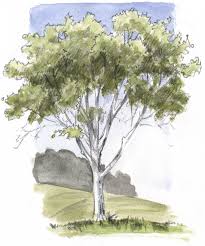 How To Draw Trees Oaks Tree Drawing Tree Sketches Watercolor Trees