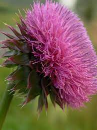 Pin By Martha Alvarez On Flores Beautiful Flowers Thistle Flower Beautiful Roses