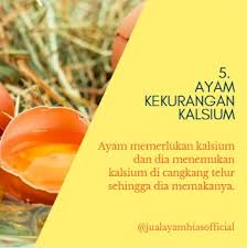 We did not find results for: 5 Hal Penyebab Indukan Ayam Mematuk Telurnya Sendiri