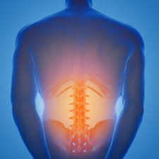 Organs and organ systems represent the highest levels of the body's organization (figure 1). Opioids And Lower Back Pain Treatment Dorfman Kinesiology