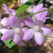 Image result for Eriosema robinsonii