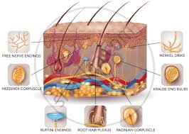 Sep 23, 2015 · formação da equipe médica para o tratamento do câncer. Describe The Sensory Receptors Present In The Skin Zoology Shaalaa Com