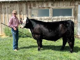 White Pine Junior Livestock Sale