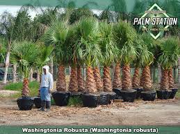 Image result for Washingtonia