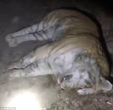 Maybe you would like to learn more about one of these? Lions And A Rare Tiger Poisoned By Poachers In South Africa Express Digest