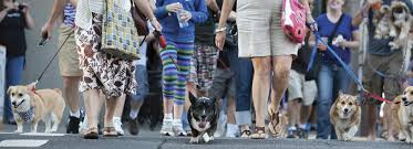 Pembroke welsh corgis have an average litter of six puppies. Corgi Walk In The Pearl