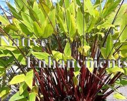 Image result for Thalia geniculata