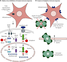 The rabies virus causes rabies. Human Rabies Neuropathogenesis Diagnosis And Management The Lancet Neurology