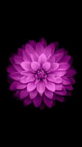 25 Best Cool Iphone 6 Wallpapers In Hd Quality Flower Iphone Wallpaper Iphone 6 Wallpaper Cool Iphone 6 Wallpapers