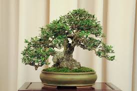Russian olive trees make really great windbreaks or screens, as they are fast growing deciduous trees. Russian Olive Tree Bonsai Olive Tree Bonsai Russian Olive Tree Bonsai Flower