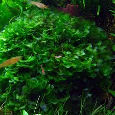 Image result for Lomariopsis