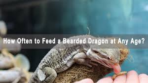 We did not find results for: How Often To Feed A Bearded Dragon At Any Age Baby To Adult Az Reptiles