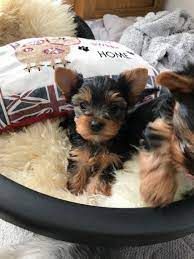 If all the results of pomeranian puppies near me craigslist coupon are not working with me, what should i do? Free Yorkshire Puppies They Are Well Free Puppies Near Free Animals On Craigslist Home Facebook Rottweiler Puppie Puppies Near Me Free Puppies Puppy Adoption