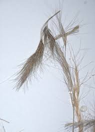 Image result for Aristida congesta