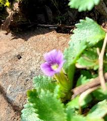Image result for Stemodia serrata