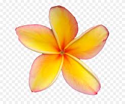 Maui plumeria gardens (doug) came highly recommended on a fb group and you went above and beyond! Maui Plumeria Gardens Plumeria Png Stunning Free Transparent Png Clipart Images Free Download
