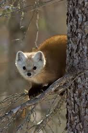 Pin By Navan On Animal Cute Wild Animals Cute Animals Animals